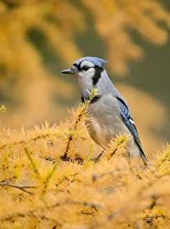<b class=qtipBold><figcaption>Blue Jay On Autumn Tamerack</figcaption></b><br>A Blue Jay perched on an orange autumn coloured Tamerack branch.<br><em>© copyright 2012</em> Blue Jay On Autumn Tamerack