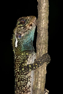 Blue-lipped Tree Lizard -Plica umbra-, Tiputini rainforest, Yasuni National Park, Ecuador Blue-lipped Tree Lizard -Plica umbra-, Tiputini rainforest, Yasuni National Park, Ecuador