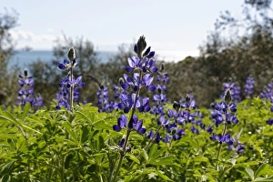 Blue Lupine or Narrow-leafed Lupine -Lupinus angustifolius-, Troas, Aegais Blue Lupine or Narrow-leafed Lupine -Lupinus angustifolius-, Troas, Aegais