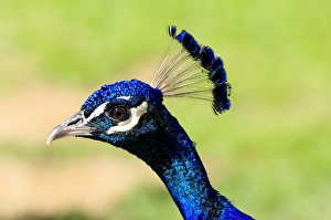 Blue Peacock -Pavo cristatus-, portrait, captive Blue Peacock -Pavo cristatus-, portrait, captive