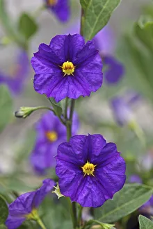Blue Potato Bush -Solanum rantonettii syn Lycianthes rantonnetii-, flowers Blue Potato Bush -Solanum rantonettii syn Lycianthes rantonnetii-, flowers