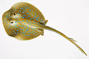 Marine Life Collection: Blue Spotted Stingray (Dasyatis kuhlii, also known as Kuhls Stingray