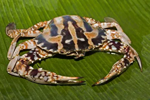 Blue swimmer crab -Portunus pelagicus-, on a banana leaf Blue swimmer crab -Portunus pelagicus-, on a banana leaf