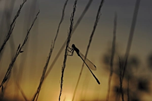 Blue-tailed Damselfly -Ischnura elegans- at sunset, Baden-Wuerttemberg, Germany, Europe Blue-tailed Damselfly -Ischnura elegans- at sunset, Baden-Wuerttemberg, Germany, Europe