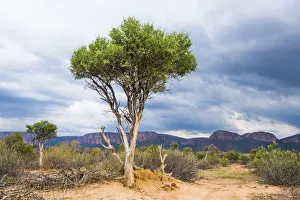 Blue Thorn trees against a stormy backdrop, Marataba Private Game Reserve, Limpopo Blue Thorn trees against a stormy backdrop, Marataba Private Game Reserve, Limpopo