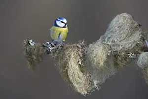 Blue Tit -Cyanistes caeruleus- perched on a spruce branch covered in beard lichen Blue Tit -Cyanistes caeruleus- perched on a spruce branch covered in beard lichen