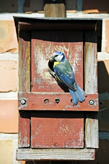 Blue Tit -Cyanistes caeruleus, Syn. Parus caeruleus-, with caught insect at the hole of a Blue Tit -Cyanistes caeruleus, Syn. Parus caeruleus-, with caught insect at the hole of a