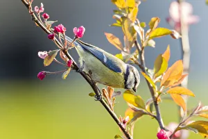 Blue Tit -Cyanistes caeruleus syn Parus caeruleus-, perched on a twig, Fuldabruck Blue Tit -Cyanistes caeruleus syn Parus caeruleus-, perched on a twig, Fuldabruck
