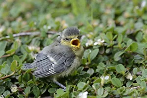 Blue Tit -Parus caeruleus-, nestling fallen from the nest, North Rhine-Westphalia Blue Tit -Parus caeruleus-, nestling fallen from the nest, North Rhine-Westphalia