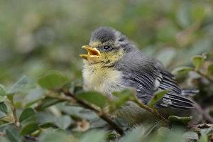Blue Tit -Parus caeruleus-, nestling fallen from the nest, North Rhine-Westphalia Blue Tit -Parus caeruleus-, nestling fallen from the nest, North Rhine-Westphalia