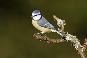 Blue Tit -Parus caeruleus- perched on a lichen-covered branch, Neunkirchen Blue Tit -Parus caeruleus- perched on a lichen-covered branch, Neunkirchen