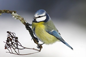 Blue Tit -Parus caeruleus- sitting on a branch Blue Tit -Parus caeruleus- sitting on a branch