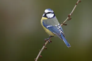 Blue Tit -Parus caeruleus- sitting on a larch branch, Neunkirchen in Siegerland Blue Tit -Parus caeruleus- sitting on a larch branch, Neunkirchen in Siegerland