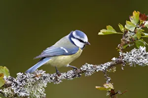 Blue Tit -Parus caeruleus- sitting on a lichen-covered branch, Neunkirchen in Siegerland Blue Tit -Parus caeruleus- sitting on a lichen-covered branch, Neunkirchen in Siegerland