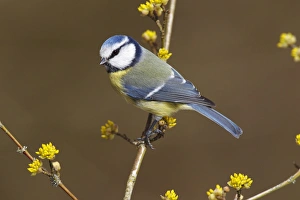 Blue Tit -Parus caeruleus syn Cyanistes caeruleus- perched on a twig, Neunkirchen, Siegerland, North Rhine-Westphalia Blue Tit -Parus caeruleus syn Cyanistes caeruleus- perched on a twig, Neunkirchen, Siegerland, North Rhine-Westphalia
