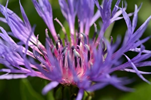Blue-violet flower of the Perennial Cornflower or Montane Knapweed -Centaurea montana L.- Blue-violet flower of the Perennial Cornflower or Montane Knapweed -Centaurea montana L.-