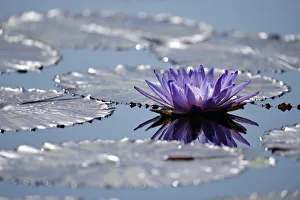 Blue water lily or Australian water lily -Nymphaea gigantea- next to giant water lilies -Victoria cruziana, syn V Blue water lily or Australian water lily -Nymphaea gigantea- next to giant water lilies -Victoria cruziana, syn V