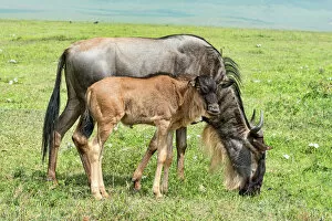 Ngorongoro Conservation Area 32 Collection: Blue Wildebeest -Connochaetes taurinus-, cow with calf, Ngorongoro Crater, Tanzania