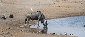 Blue Wildebeest -Connochaetes taurinus- with a Cattle Egret -Bubulcus ibis- on its back Blue Wildebeest -Connochaetes taurinus- with a Cattle Egret -Bubulcus ibis- on its back