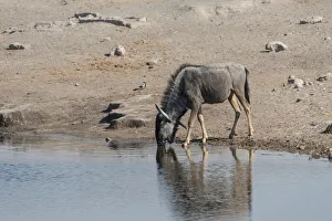 Blue Wildebeest -Connochaetes taurinus- drinking at the Chudop waterhole Blue Wildebeest -Connochaetes taurinus- drinking at the Chudop waterhole