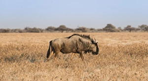 Blue Wildebeest -Connochaetes taurinus- in the dry grasslands, Etosha National Park Blue Wildebeest -Connochaetes taurinus- in the dry grasslands, Etosha National Park