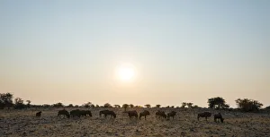 Blue Wildebeest -Connochaetes taurinus- herd in the evening light, Etosha National Park Blue Wildebeest -Connochaetes taurinus- herd in the evening light, Etosha National Park