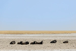 Blue Wildebeest -Connochaetes taurinus- lying in the midday heat, dried out waterhole Blue Wildebeest -Connochaetes taurinus- lying in the midday heat, dried out waterhole