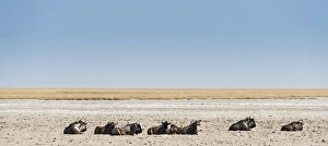 Blue Wildebeest -Connochaetes taurinus- lying in the midday heat, dried out waterhole Blue Wildebeest -Connochaetes taurinus- lying in the midday heat, dried out waterhole