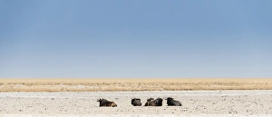 Blue Wildebeest -Connochaetes taurinus- lying in the midday heat, dried out waterhole at the edge of the Etosha Pan Blue Wildebeest -Connochaetes taurinus- lying in the midday heat, dried out waterhole at the edge of the Etosha Pan
