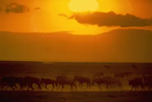 Blue wildebeest herd (Connochaetes taurinus), Tanzania (Enhancement) Blue wildebeest herd (Connochaetes taurinus), Tanzania (Enhancement)