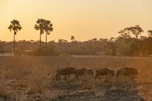 Blue Wildebeest, Mana Pools National Park, Zimbabwe Blue Wildebeest, Mana Pools National Park, Zimbabwe