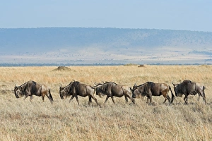 Blue Wildebeest migration -Connochaetes taurinus-, Masai Mara National Reserve, Kenya Blue Wildebeest migration -Connochaetes taurinus-, Masai Mara National Reserve, Kenya