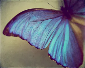 <b class=qtipBold><figcaption>Blue wing</figcaption></b><br>Vibrant blue butterfly wing belongs to the Blue Morpho Butterfly.<br><em>© 2010 Amelia Matarazzo</em> Blue wing