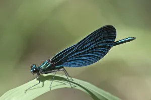 Blue-winged Beautiful Demoiselle -Calopteryx virgo-, Untergroningen, Abtsgmuend Blue-winged Beautiful Demoiselle -Calopteryx virgo-, Untergroningen, Abtsgmuend