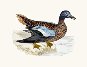<b class=qtipBold><figcaption>Blue-winged Teal Duck Waterfowl bird</figcaption></b><br>A photograph of an original hand-colored engraving from The History of British Birds by Morris published in 1853-1891.<br><em>© mashuk</em> Blue-winged Teal Duck Waterfowl bird