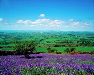 Bluebells, Borris, Co Carlow, Ireland