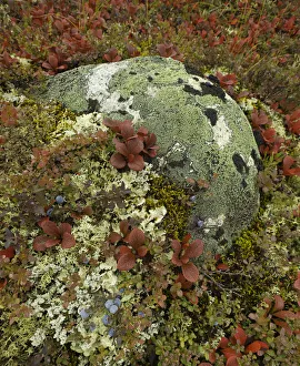 Blueberries, lichens, tundra in fall, Alaska Blueberries, lichens, tundra in fall, Alaska