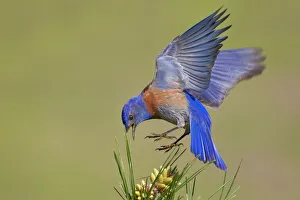<b class=qtipBold><figcaption>Bluebird</figcaption></b><br>Western Bluebird.<br><em>© Phoo Chan</em> Bluebird