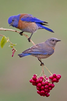 <b class=qtipBold><figcaption>Bluebird</figcaption></b><br>Western Bluebird couple.<br><em>© Phoo Chan</em> Bluebird
