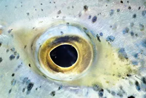 Bluefin trevally (Caranx melampygus), close-up of eye Bluefin trevally (Caranx melampygus), close-up of eye