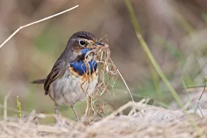 Nesting Material Gallery: Bluethroat -Luscinia svecica- with nesting material, Texel, West Frisian Islands