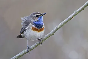 Bluethroat -Luscinia svecica- perched on a branch, Texel, West Frisian Islands, province of North Holland Bluethroat -Luscinia svecica- perched on a branch, Texel, West Frisian Islands, province of North Holland