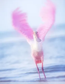 Blurred Motion Wings of Roseate Spoonbill at Fort Myers Beach, Florida Blurred Motion Wings of Roseate Spoonbill at Fort Myers Beach, Florida