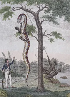 Boa constrictor getting skin removed, hand-coloured copperplate engraving from Friedrich Boa constrictor getting skin removed, hand-coloured copperplate engraving from Friedrich