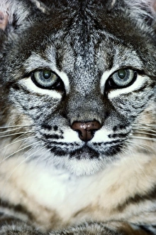 <b class=qtipBold><figcaption>Bobcat (Felis rufus) head-shot</figcaption></b><br><em>© This content is subject to copyright.</em> Bobcat (Felis rufus) head-shot