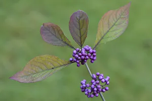 Bodiniers Beautyberry -Callicarpa bodinieri-, Emsland, Lower Saxony, Germany Bodiniers Beautyberry -Callicarpa bodinieri-, Emsland, Lower Saxony, Germany