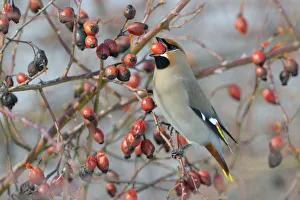 Bohemian Waxwing -Bombycilla garrulus- on a Dog Rose -Rosa canina- while eating a rose hip Bohemian Waxwing -Bombycilla garrulus- on a Dog Rose -Rosa canina- while eating a rose hip