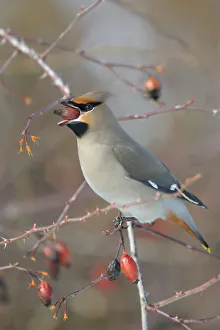 Bohemian Waxwing -Bombycilla garrulus- on a Dog Rose -Rosa canina- while eating a rose Bohemian Waxwing -Bombycilla garrulus- on a Dog Rose -Rosa canina- while eating a rose