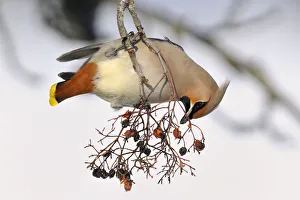 Bohemian Waxwing -Bombycilla garrulus- eating berries from a European Rowan or Mountain Bohemian Waxwing -Bombycilla garrulus- eating berries from a European Rowan or Mountain
