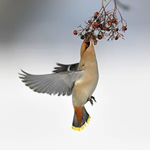 Bohemian Waxwing -Bombycilla garrulus- eating berries from a European Rowan or Mountain Bohemian Waxwing -Bombycilla garrulus- eating berries from a European Rowan or Mountain